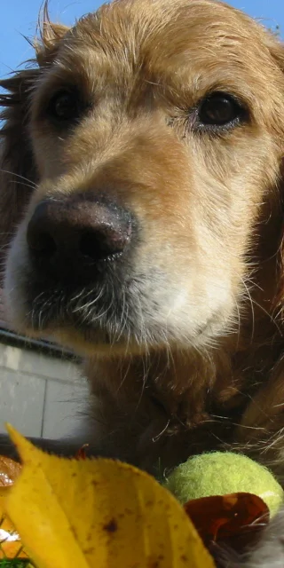 Golden retriever shield design concept