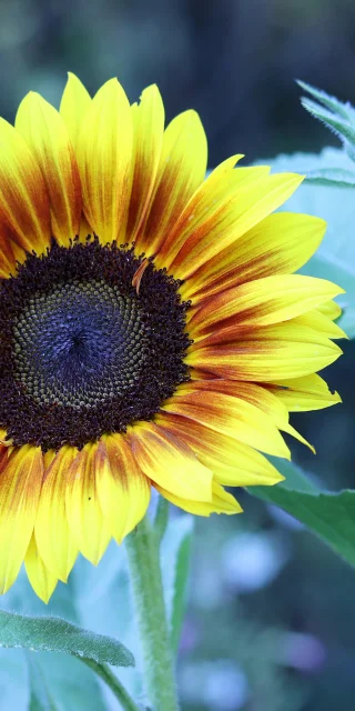 Sunflowers shield design concept